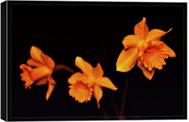 Daffodils. Canvas Print by Nadeesha Jayamanne