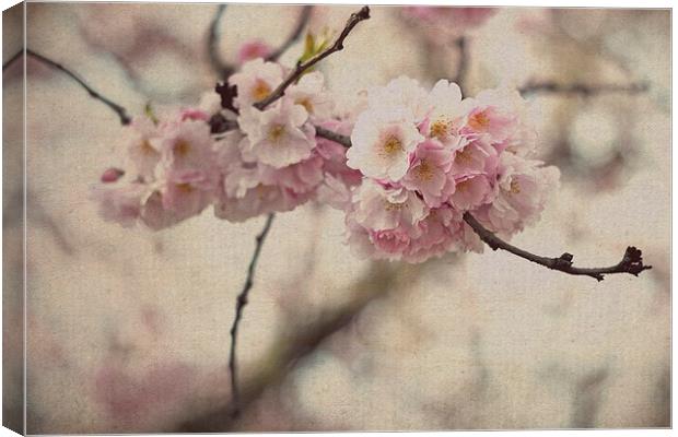 Cherry Blossoms Canvas Print by Nadeesha Jayamanne