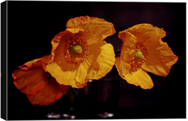 Yellow poppies Canvas Print by Nadeesha Jayamanne