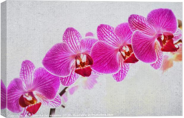 Orchids! Canvas Print by Nadeesha Jayamanne