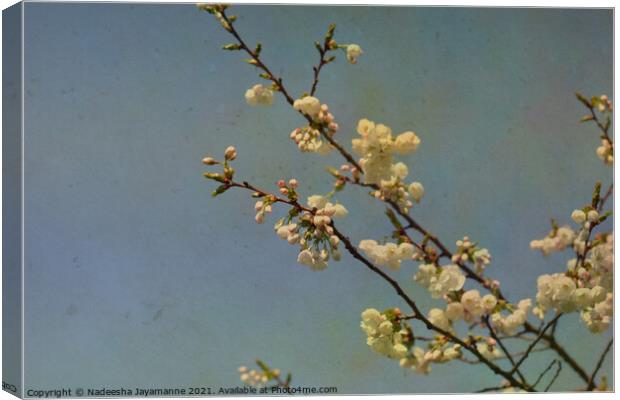 Cherry blossoms! Canvas Print by Nadeesha Jayamanne