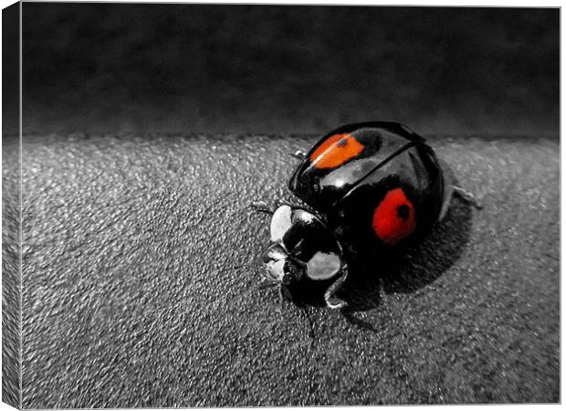 Black Ladybird with Red Spots Canvas Print by Jon Mills