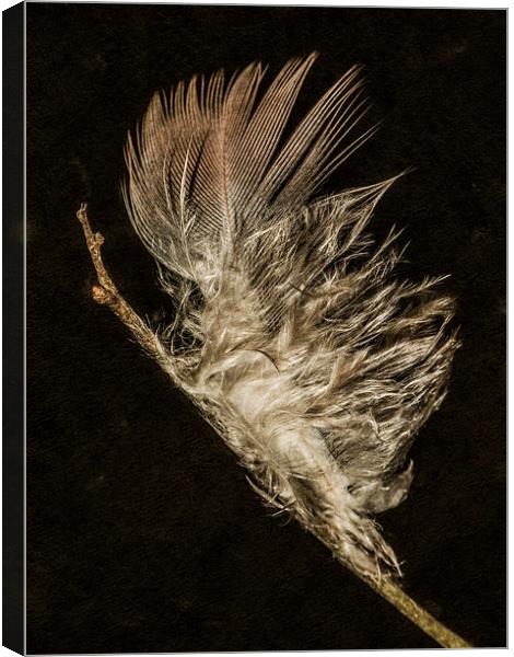 Feather macro Canvas Print by Jon Mills