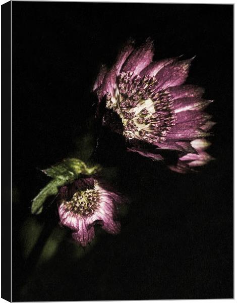 Purple petals Canvas Print by Jon Mills