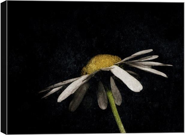  Daisy in the Dark Canvas Print by Jon Mills