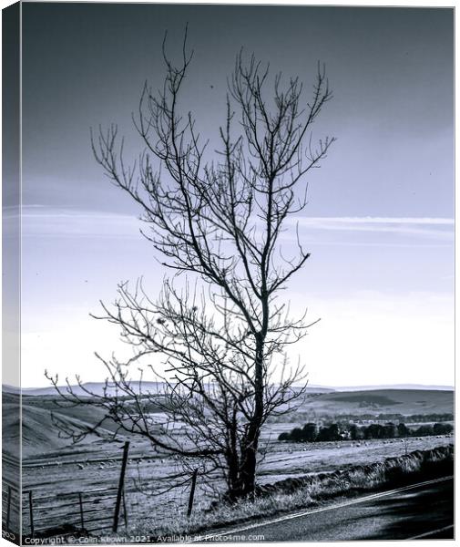 Tree Canvas Print by Colin Keown