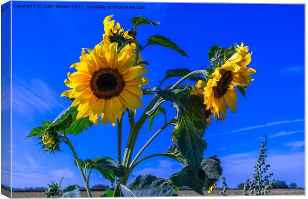 Wild Sunflowers Canvas Print by Colin Keown