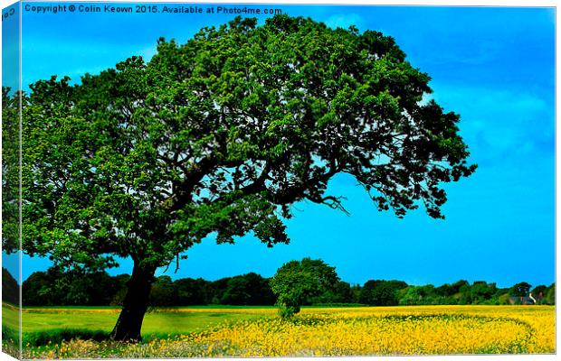  Rapeseed Field Canvas Print by Colin Keown