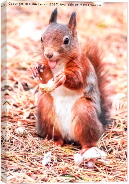 Red Squirrel Canvas Print by Colin Keown