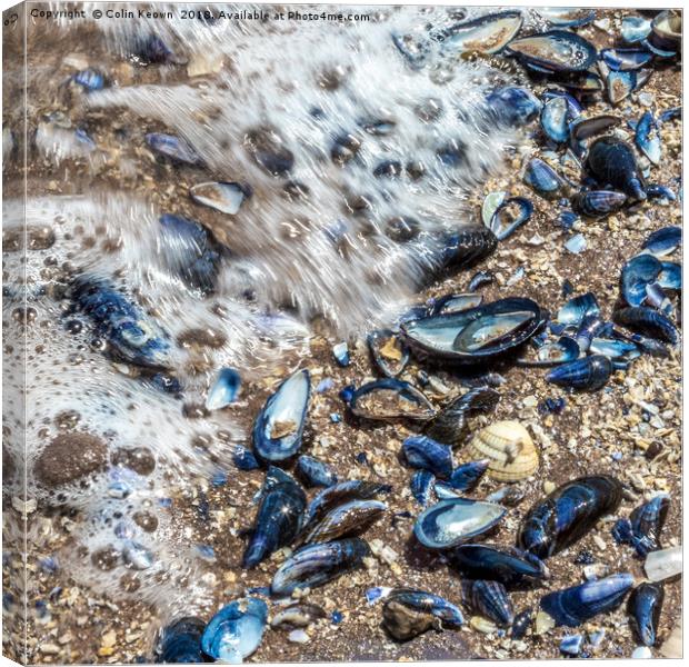 SEA SHELLS Canvas Print by Colin Keown