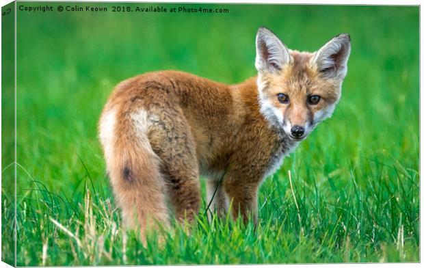 Startled Fox Canvas Print by Colin Keown