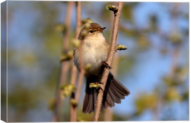 Chiffchaff, Phylloscopus collybita. Canvas Print by Bryan 4Pics