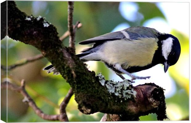 Great Tit, Parus major Canvas Print by Bryan 4Pics