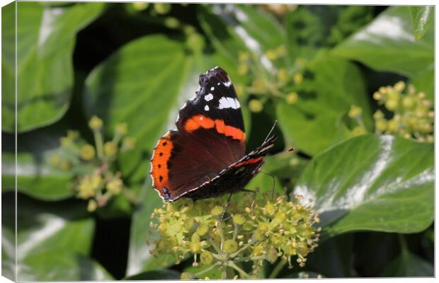 Red Admiral, Vanessa atalanta Canvas Print by Bryan 4Pics