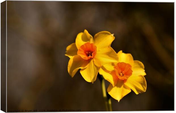 Narcissus Red Devon Canvas Print by Bryan 4Pics