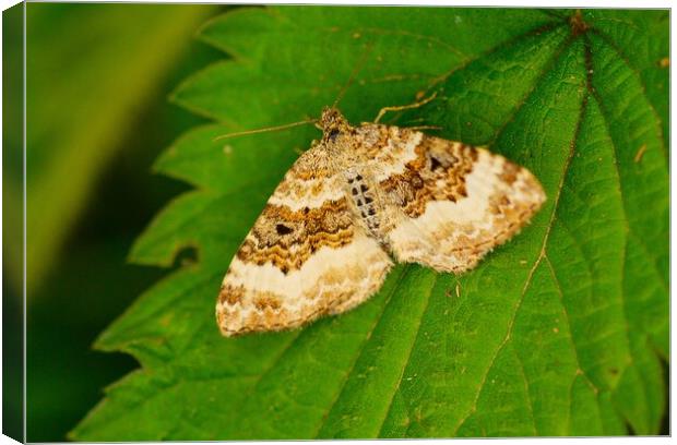 Common Carpet Moth Epirrhoe  Alternata, or White-B Canvas Print by Bryan 4Pics