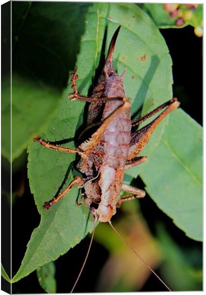 Female Dark Bush Cricket, Pholidoptera griseoapter Canvas Print by Bryan 4Pics