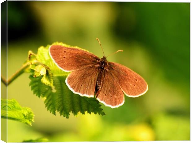 Ringlet Butterfly Canvas Print by Bryan 4Pics