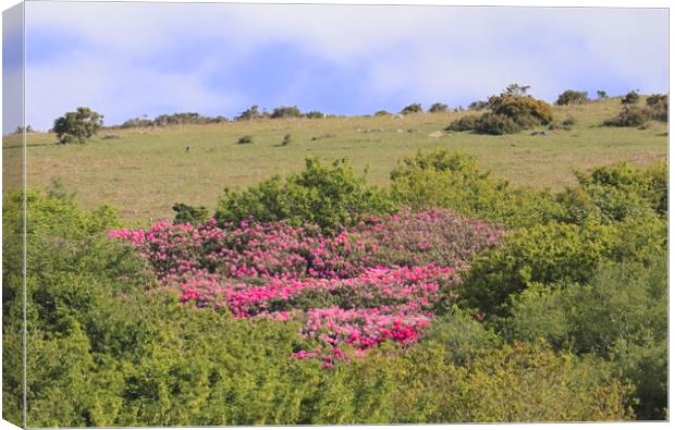 Rhododendrons on Western Beacon Canvas Print by Bryan 4Pics
