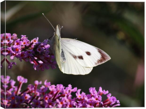Large White Butterfly 1 Canvas Print by Bryan 4Pics