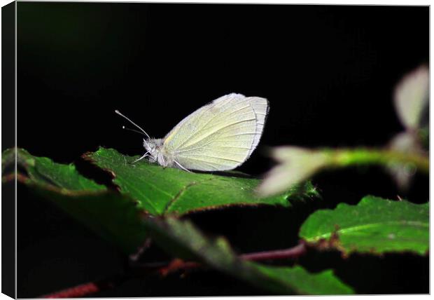 Small White butterfly Canvas Print by Bryan 4Pics
