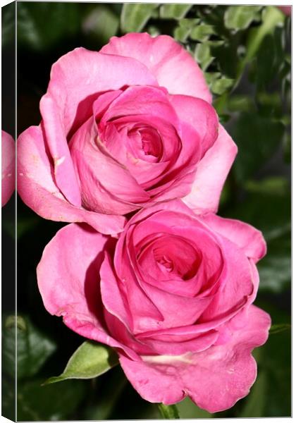 Pink quality Roses Canvas Print by Bryan 4Pics