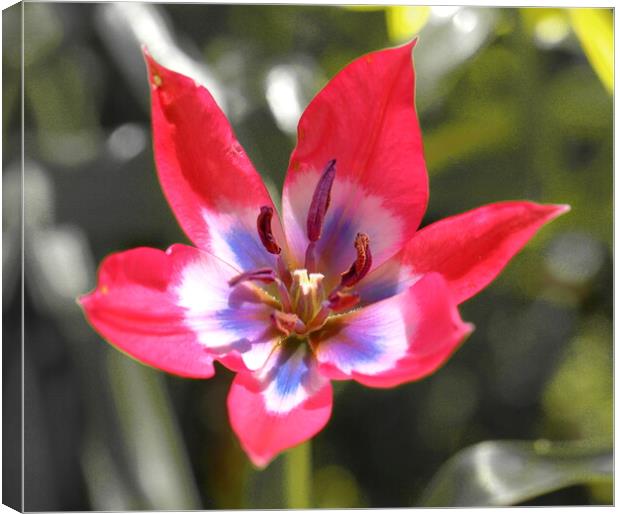 Miniature Tulip Canvas Print by Bryan 4Pics