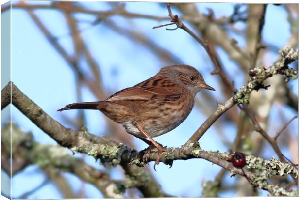A Dunnock, perched on a tree branch Canvas Print by Bryan 4Pics