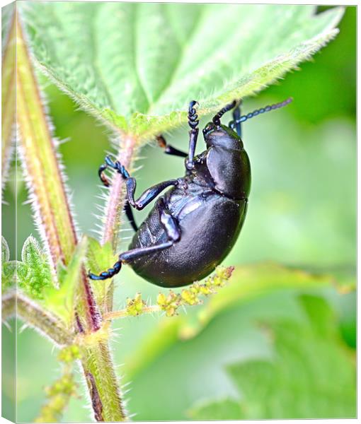 Bloody-Nosed Beetle Canvas Print by Bryan 4Pics