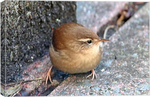 Wren Canvas Print by Bryan 4Pics