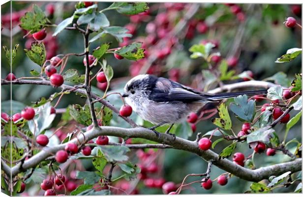 Long-tailed Tit Canvas Print by Bryan 4Pics