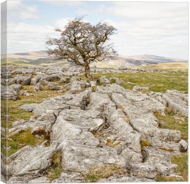 Lone Tree Canvas Print by Chris Willman