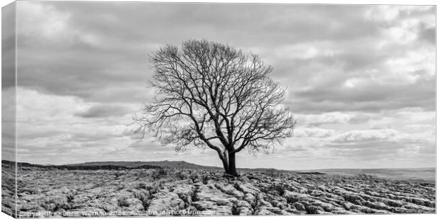 Tree on Yorkshire Limestone Canvas Print by Chris Willman