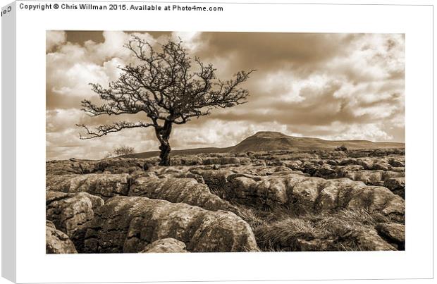  Ingleborough From Twistleton Scar Canvas Print by Chris Willman