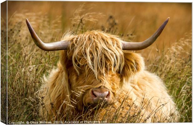 Highland Cattle Canvas Print by Chris Willman