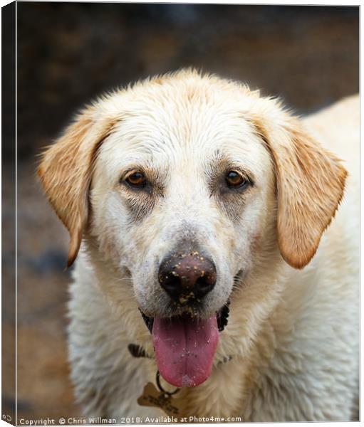 Labrador Canvas Print by Chris Willman