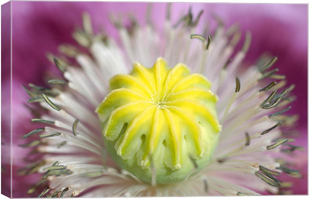 Yellow and Purple Flower Canvas Print by Jan Venter