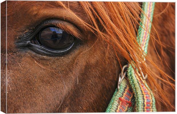 Bedouin Horse Canvas Print by Jan Venter