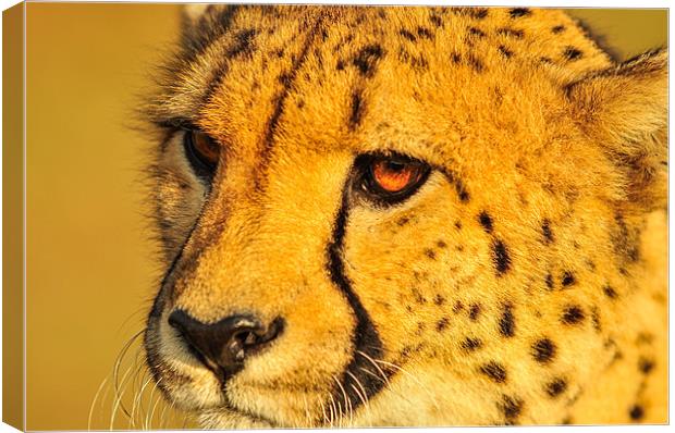 Cheetah Canvas Print by Jan Venter