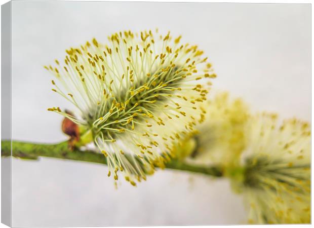 Pollen on the snow Canvas Print by Jan Venter