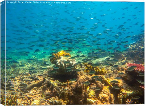  Surrounded by fish Canvas Print by Jan Venter