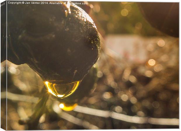  Golden Sparkle.  Canvas Print by Jan Venter