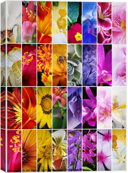 Tall colourful flower collage Canvas Print by Jan Venter