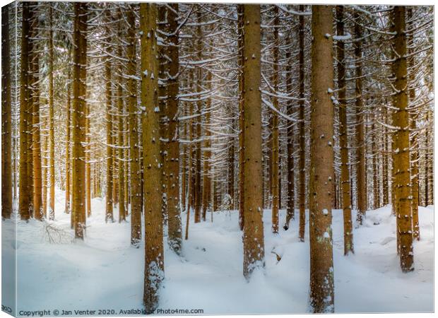 Snowy Pine Forest Canvas Print by Jan Venter