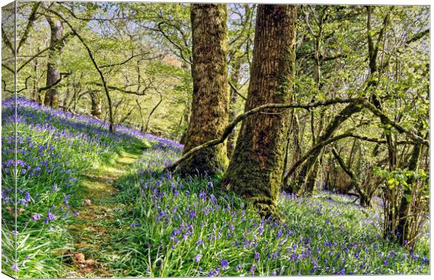 Meldon Woods Bluebells Dartmoor Canvas Print by austin APPLEBY