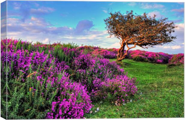 Heather and tree Quantock Hills Somerset Canvas Print by austin APPLEBY