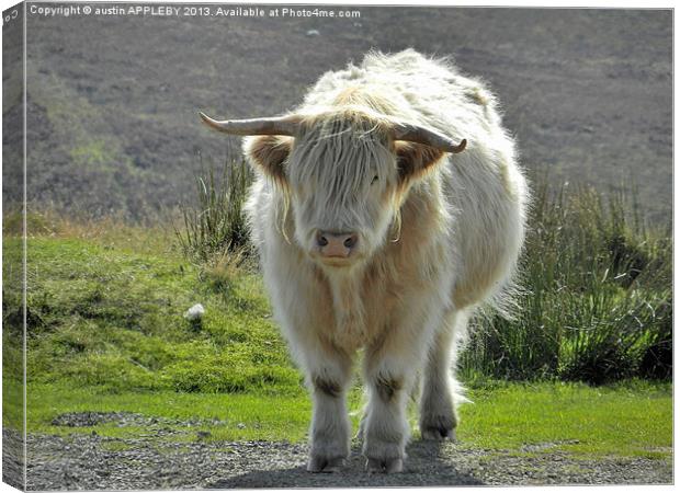 highland cow face off 2 Canvas Print by austin APPLEBY