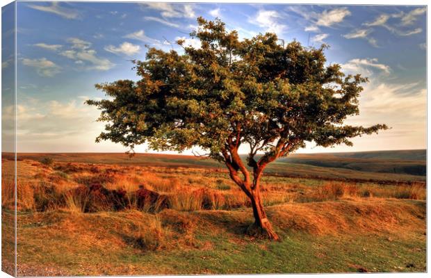 Lone Exmoor Tree Canvas Print by austin APPLEBY