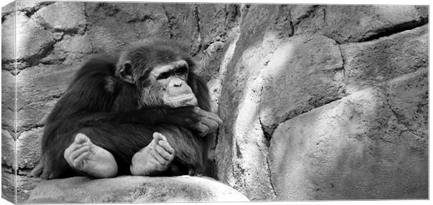 pouting chimp Canvas Print by Brandon Verrett