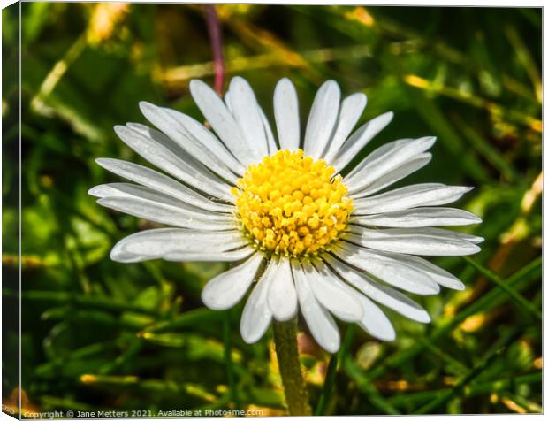 Daisy in amongst the Grass  Canvas Print by Jane Metters